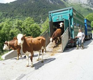  Les vaches et génisses de Haute Loire 