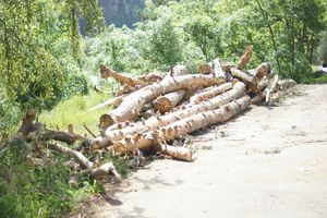  20m3 de bois évacués  