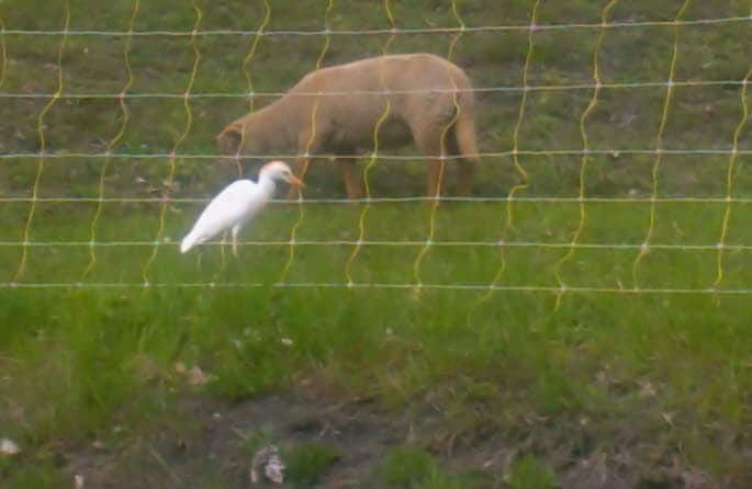  Une grande aigrette perdue 